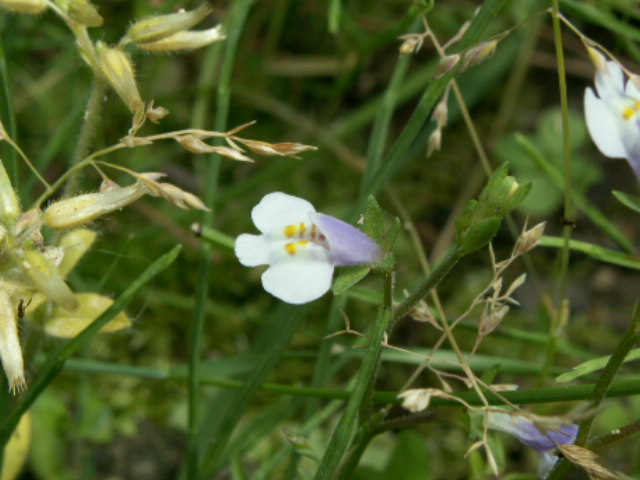 img10.jpg 126.5kb 320x240pixel