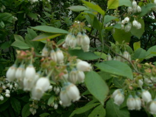 img12.jpg 29.7kb 320x240pixel