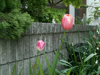 img13.jpg 38.5kb 320x240pixel