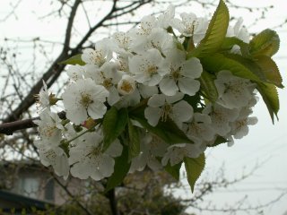 img15.jpg 63.0kb 320x240pixel