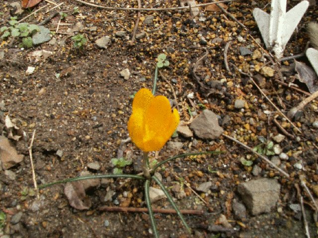 img2.jpg 113.6kb 320x240pixel
