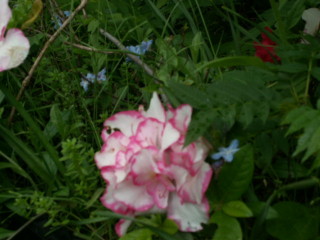 img26.jpg 25.8kb 320x240pixel