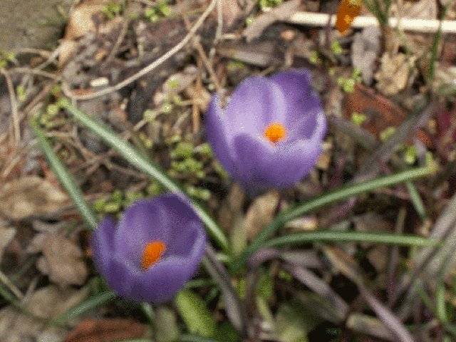 img3.jpg 78.8kb 320x240pixel