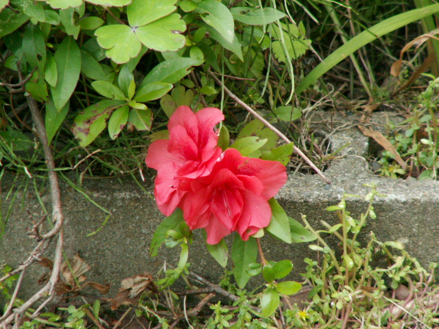 img30.jpg 318.7kb 320x240pixel
