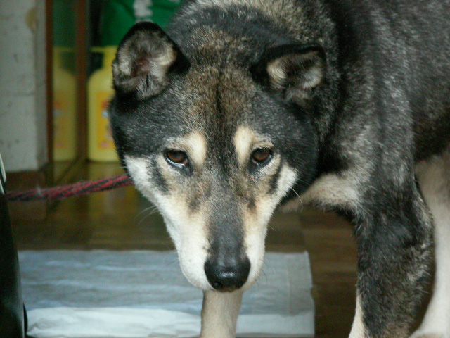 img33.jpg 243.6kb 320x240pixel
