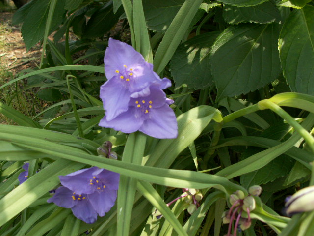 img35.jpg 146.3kb 320x240pixel