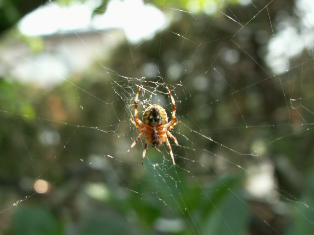 img36.jpg 114.4kb 320x240pixel