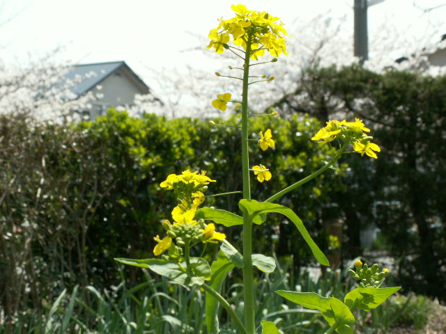 img4.jpg 152.4kb 320x240pixel
