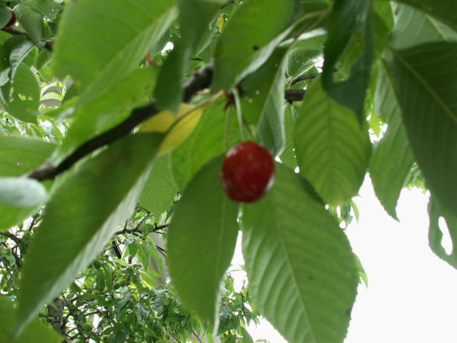 img40.jpg 198.9kb 320x240pixel