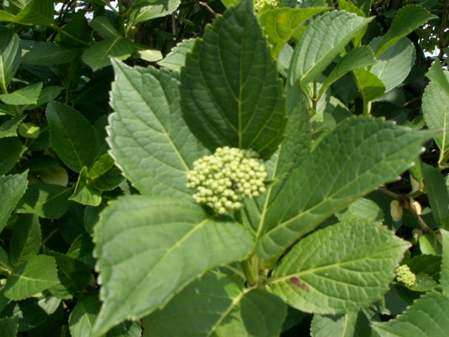 img41.jpg 145.4kb 320x240pixel