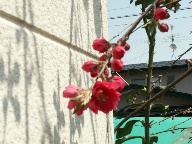 img42.jpg 141.7kb 320x240pixel