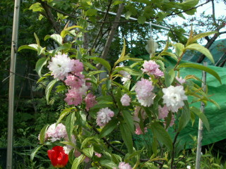 img46.jpg 43.6kb 320x240pixel