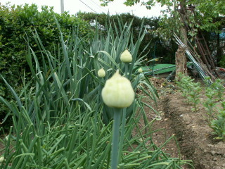 img5.jpg 43.1kb 320x240pixel