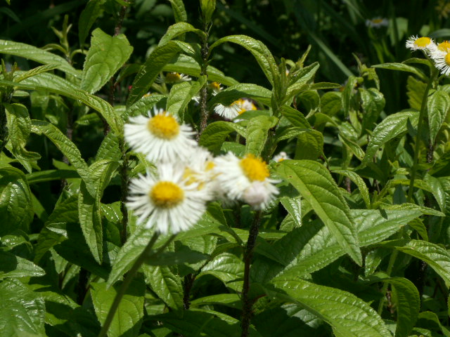 img9.jpg 164.6kb 320x240pixel